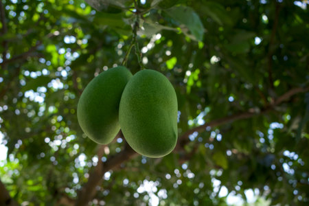 A mango tree (Mangifera indica) with two green fruits.