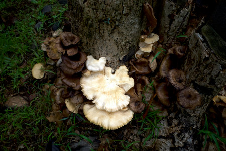 Pleurotus ostreatus, the oyster mushroom or oyster fungus on the trunk.の写真素材