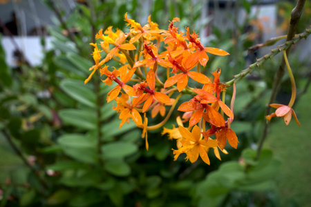 Epidendrum ibaguense, orange orchid with water splash, shallow focus.の写真素材