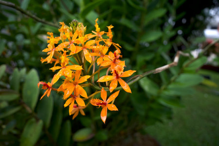 Epidendrum ibaguense, orange orchid with water splash, shallow focus.の写真素材