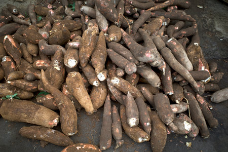 A piles of fresh cassava at a traditional market in Yogyakarta, Indonesia.の写真素材