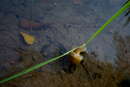 A rice field snail, Pila ampullacea or apple snails on young rice plants.の写真素材