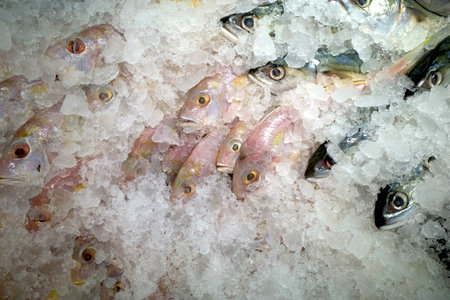 Fresh Yellow stripe fish, Fresh Golden Threadfin Bream fish on ice in the supermarket.の写真素材