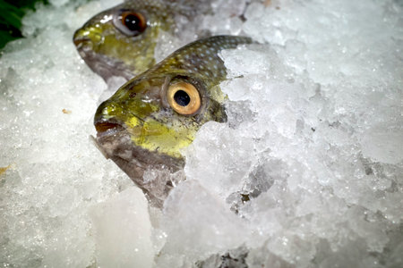 Baronang, rabbitfish or spinefoot fish head (Siganus sp.) on ice in the supermarket.の写真素材