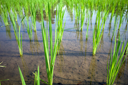 View of young rice Oryza sativa in a watered rice field.の写真素材