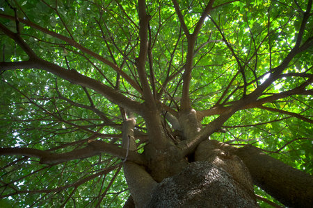 Pulai or Alstonia scholaris green leaves canopy, commonly called blackboard tree. Natural...
