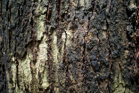 Munggur, Trembesi, Rain Tree (Samanea saman) tree bark, natural wallpaper and background.