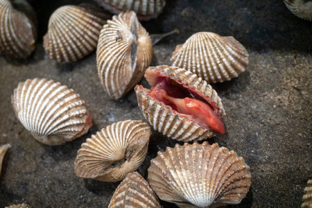 Kerang or Scallops, blood cockles or blood clams (Anadara granosa) on  a white plate in the restaurant in Yogyakarta, Indonesia.