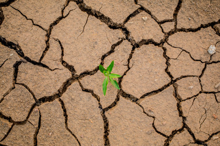 Plant in dried cracked mudの写真素材