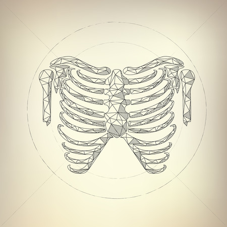 anatomical illustration of the human skeleton in drawing styleのイラスト素材