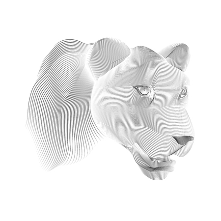 graphic of female lion head in lined drawing styleのイラスト素材