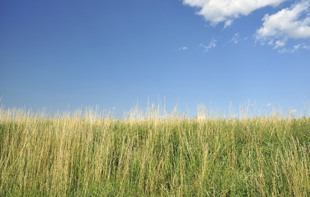 Grass and the blue sky with a few of cloudsの写真素材