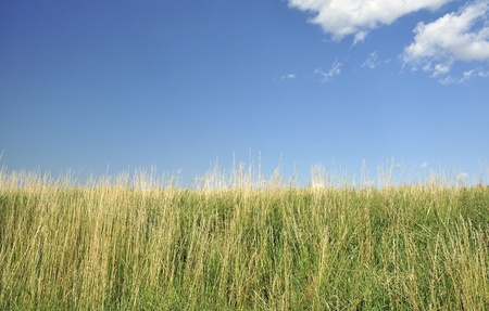 Grass and the blue sky with a few of cloudsの素材 [FY31010638145]