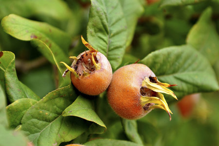 Fruit of the naseberry (Achras sapota)
