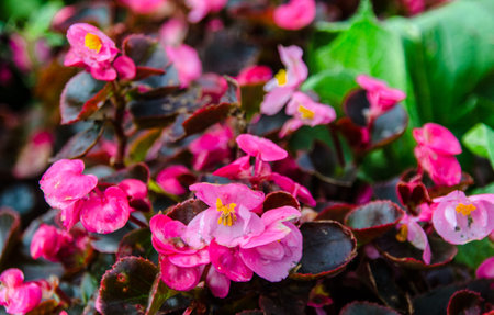 Flowers at Ang Kang Mountain, Fang district, Chiang Mai, Thailand