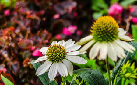 Flowers at Ang Kang Mountain, Fang district, Chiang Mai, Thailandの写真素材