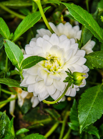 kang, ang, thailand, flower, doi, nature, farm, mai, chiang, background, field, clouds, white, green, plant, tree, landscape, beautiful, agriculture, mountain, color, travel, asia, thai, plantation, natural, pretty, colorfulの写真素材