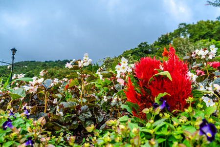 Flowers at Ang Kang Mountain, Fang district, Chiang Mai, Thailandの写真素材