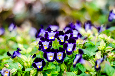 Purple Flower at Ang Kang Mountain, Fang district, Chiang Mai, Thailandの写真素材