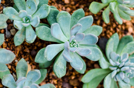 Cactus, queen sirikit botanic garden, Chiang Mai, Thailandの写真素材