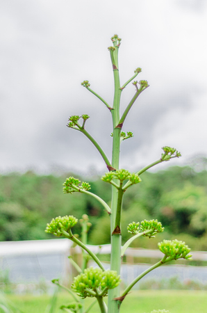 Plant, queen sirikit botanic garden, Chiang Mai, Thailandの写真素材