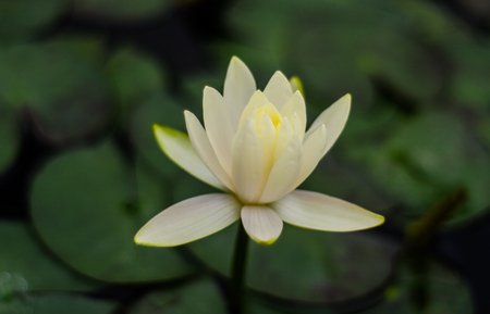 Lotus,   queen sirikit botanic garden, Chiang Mai, Thailandの写真素材