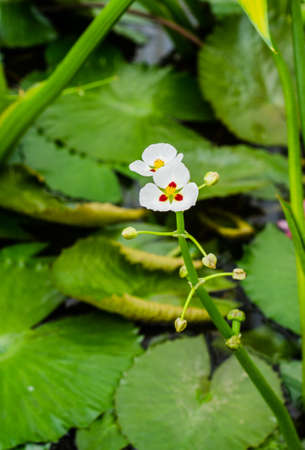 Flower, queen sirikit botanic garden, Chiang Mai, Thailandの写真素材