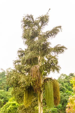 Plant, queen sirikit botanic garden, Chiang Mai, Thailandの写真素材
