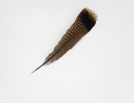 single turkey feather on white backgroundの写真素材