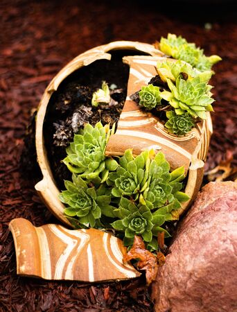 broken clay pot with succulentsの写真素材