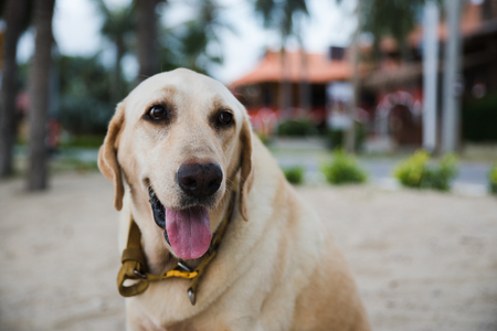 face of kindly golden retriever dog with sand beach blurry backgroundの写真素材