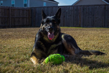 German shepherd with her toy laying in the grassの写真素材