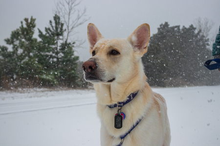 White german shepherd portrait in the snowの写真素材