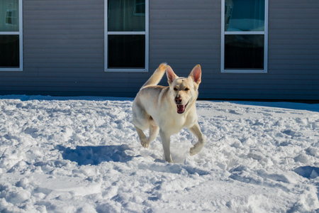 White german shepherd prancing through the snowの写真素材