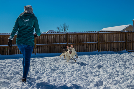 Woman plays with two german shepherds in the snowの写真素材