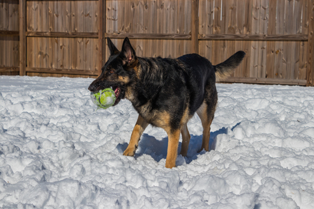 German shepherd holding toy in the snowの写真素材