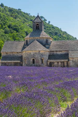 day, sunset and night in the lavender fieldsの写真素材