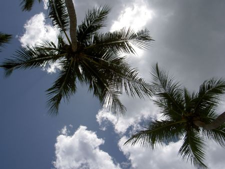 palmtrees branch out and fill the skyの写真素材