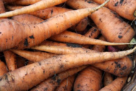 carrots just picked from the gardenの写真素材