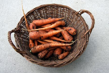 carrots just picked from the gardenの写真素材
