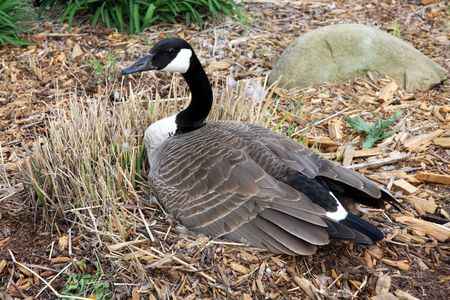 Mother Goose guarding nestの写真素材