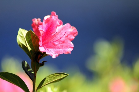 Pink Flowerの写真素材