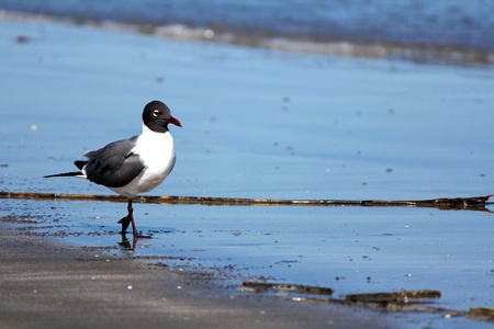 Bird Walkingの写真素材