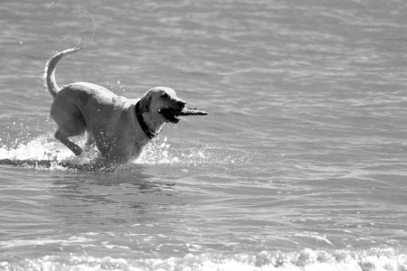 Dog Playing Catchの写真素材