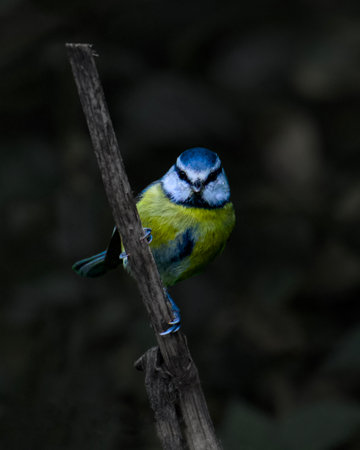 Eurasian Blue Tit Perched on Weathered Branch Against Dark Backgroundの写真素材