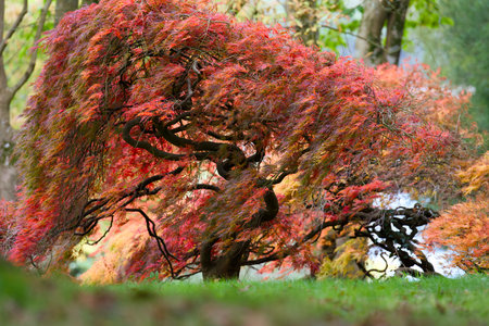 Japanese Maple Tree in Autumn Foliageの写真素材