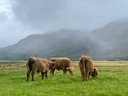 Scottish Highland cattle grazing on green pasture in misty valley with mountains and cloudy skyの写真素材