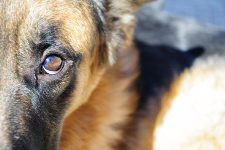 Dog featureの写真素材