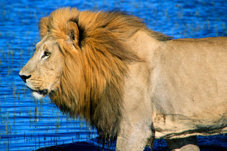Male African Lion in Water