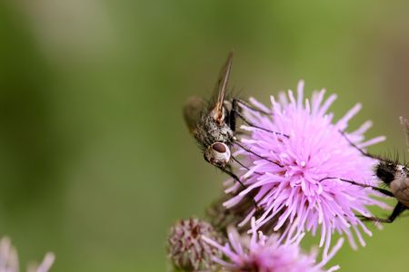 A fly eating the nectar from a thistle flowerの写真素材